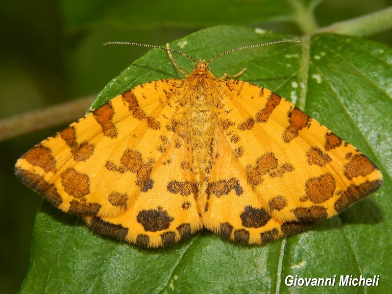 Pseudopanthera macularia Geometridae